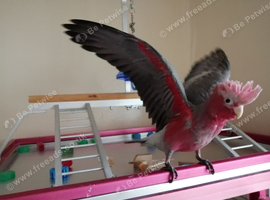 Galah Baby Cockatoo
