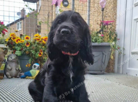 Beautiful cocker spaniels for sale