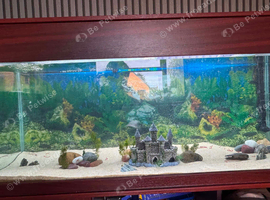 Fish tank and accessories