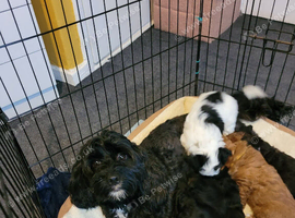 Gorgeous Lhasapoo puppies