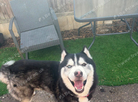 Beautiful male siberian husky