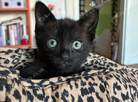 4 black kittens looking for new home