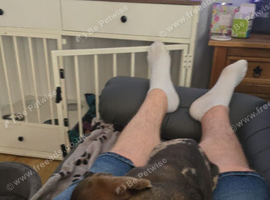 Dachshund puppies for sale