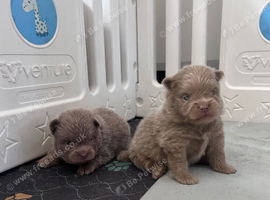 2 lilac Boys kc reg