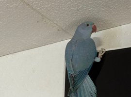 Ringneck Parrot
