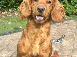 18 month old working cocker