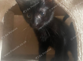 3 black male kittens