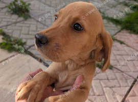 Labrador puppy