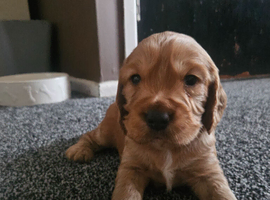 Non Registered Cocker Spaniel Puppies