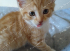 2 male 15 week old kittens