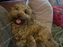 Exceptional cockapoo puppies