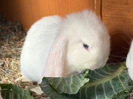 Ready to leave French lop babies for sale