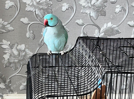 RARE BLUE INDIAN RINGNECK