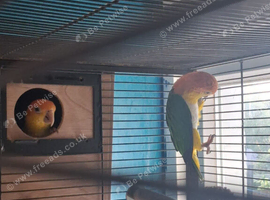 Proven pair of caiques