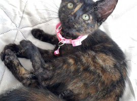 8 week old kitten for sale