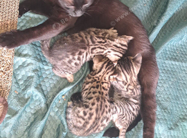 Snow lynx bengal kittens