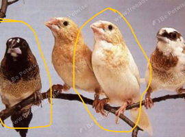 2 Benglease society finch for sale