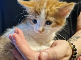 Maine coon cross