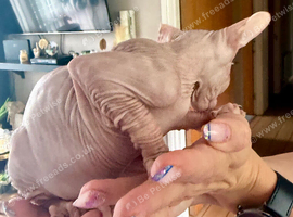 Beautiful Sphynx kittens