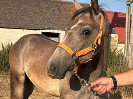 Connemara Gelding (Full Connemara not crossbred!)