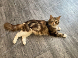 4 kittens available