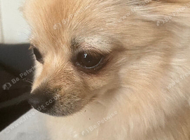 Russian Toy Pomeranian Stud wanted