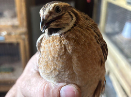 Quail
