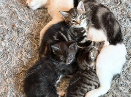 Kitten