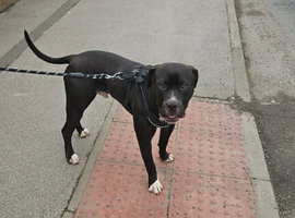 Bear (dog)