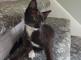 Kittens for sale