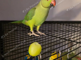 Baby Green Ringneck parrot