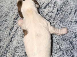 2 female puppies