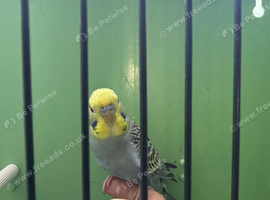 Budgie