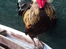 Silver gold Maran cockeral