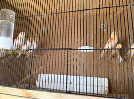 Red Mosaic Canaries
