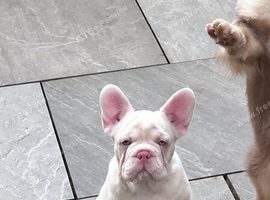 Exceptional KC Registered French Bulldog Puppies