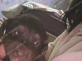 Spaniel cross pups for sale