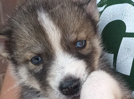 Pedigree Siberian Husky Puppies