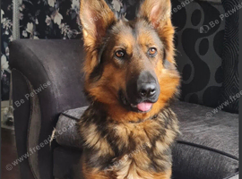 German shepherd