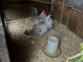 Cream crested leg bar Cocks
