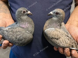 Rare colour racing pigeons