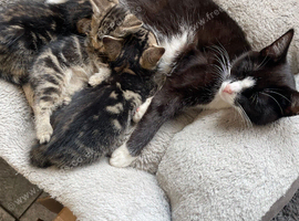 KITTENS FOR SALE