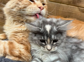 Maine Coon kittens