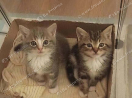 Mitted Ragdoll Cross Kittens - Medium/Long Coated