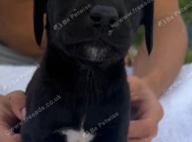 Labrador x cocker spaniel