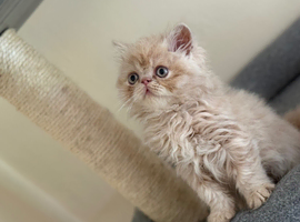 GCCF registered Persian kittens