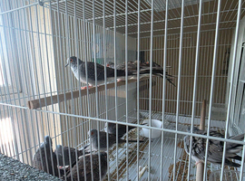 Diamond doves