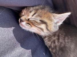 Adorable Kittens Looking for Their Forever Homes