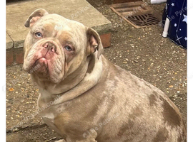 FEMALE BITCH 3 YEARS