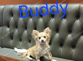 Long haired boy "buddy"